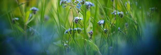 960x332_slider-blumenwiese